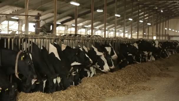 Süt inekleri siyah beyazlar ahırda yer. — Stok video