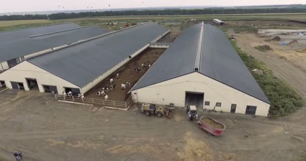 Letecký pohled na krmící vůz se přibližuje k ohradě s krávami — Stock video