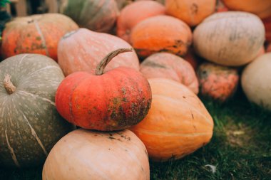 Olgun portakal kabakları 