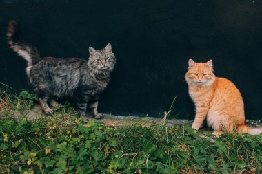 parkta güzel Cats