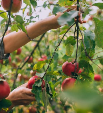 Kırmızı olgun elma ağacı üzerinde 