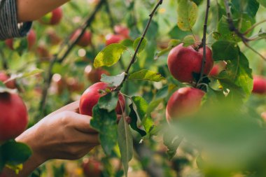 Kırmızı olgun elma ağacı üzerinde 