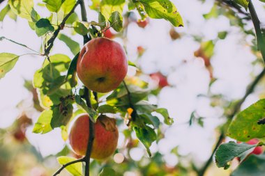 Ağaçtaki olgun elmalar