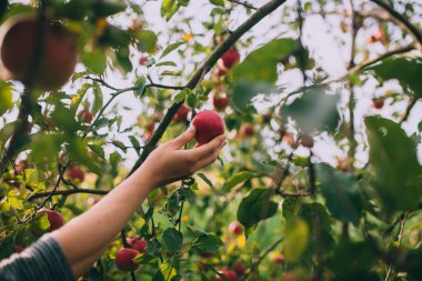 Kırmızı olgun elma ağacı üzerinde 