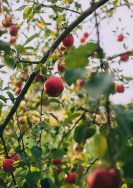 Kırmızı olgun elma ağacı üzerinde 
