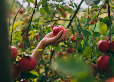Kırmızı olgun elma ağacı üzerinde 