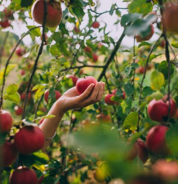 Kırmızı olgun elma ağacı üzerinde 