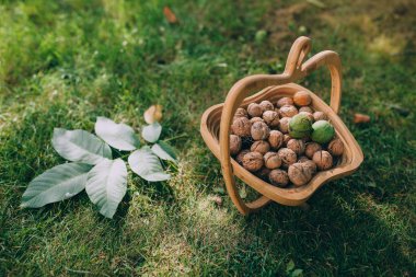 sepet üzerinde olgunlaşmış ceviz 