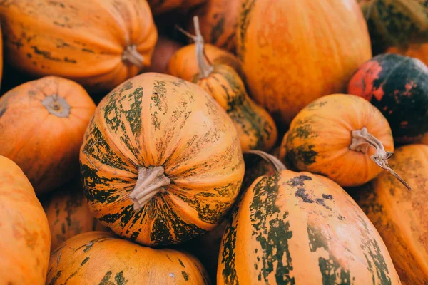 Calabazas amarillas maduras —  Fotos de Stock