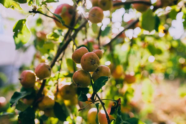 Mele mature su albero — Foto Stock