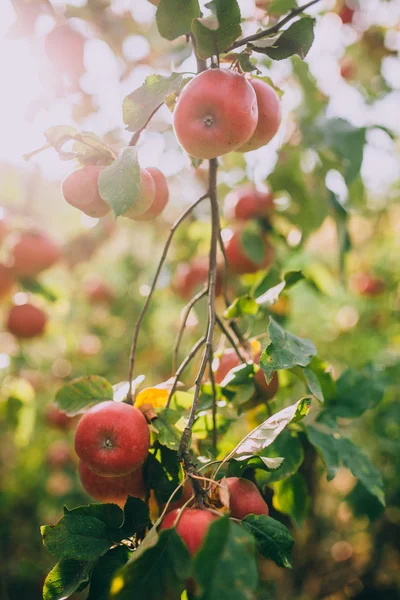 Mele mature rosse su albero — Foto Stock