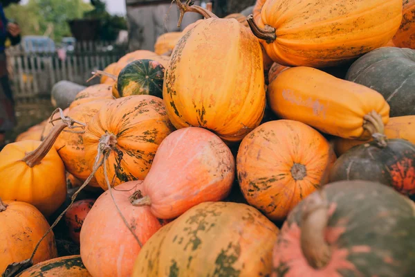 Calabazas amarillas maduras —  Fotos de Stock