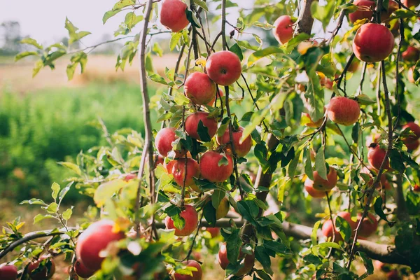 Czerwony dojrzałe jabłka na drzewie — Zdjęcie stockowe
