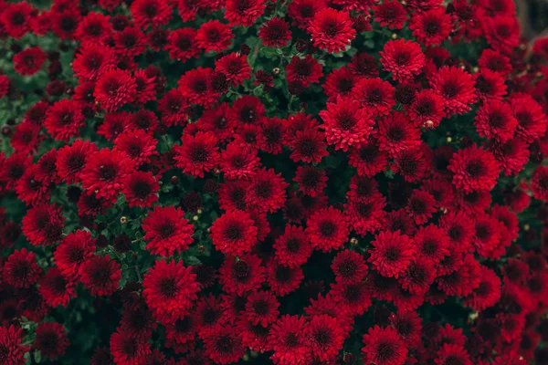 Flores rojas de crisantemos — Foto de Stock