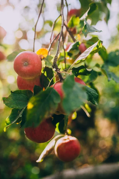 Mele mature rosse su albero — Foto Stock