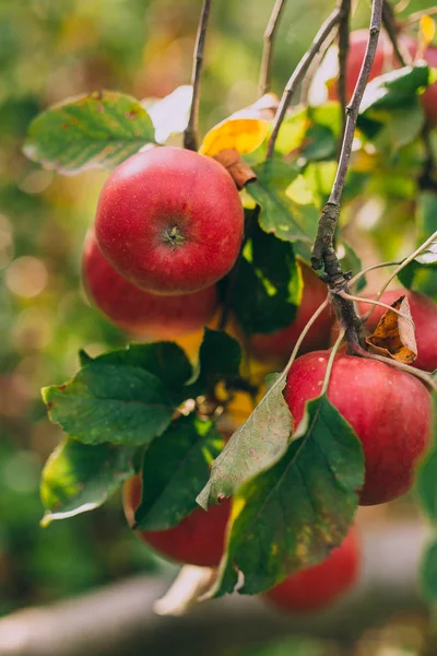 Czerwony dojrzałe jabłka na drzewie — Zdjęcie stockowe
