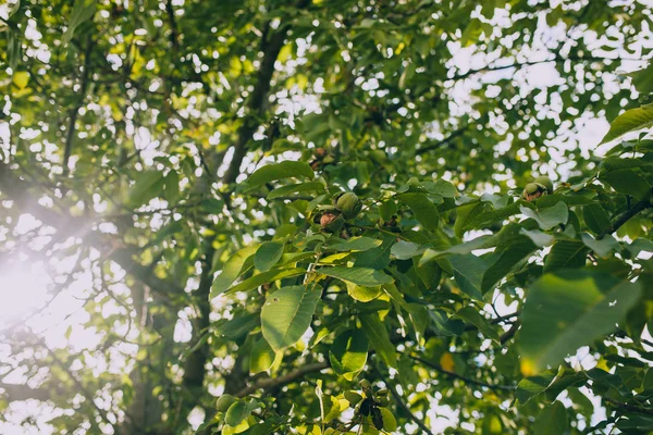 Matang Walnut di cabang pohon — Stok Foto