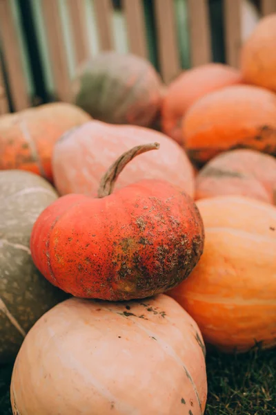 Calabazas naranjas maduras —  Fotos de Stock