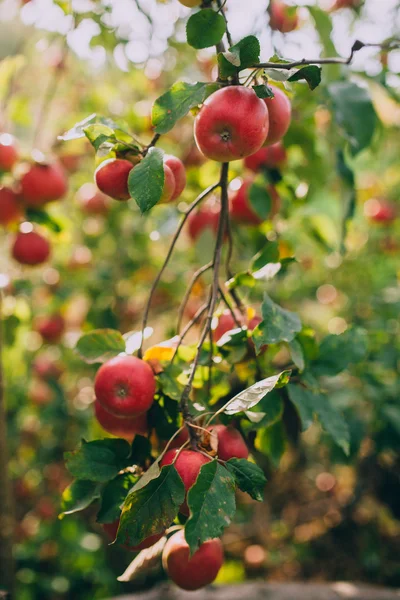 Mele mature rosse su albero — Foto Stock