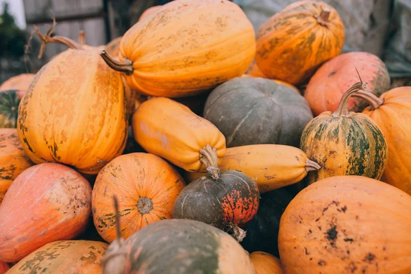 Calabazas amarillas maduras —  Fotos de Stock