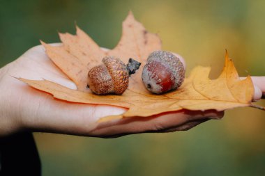 meşe palamudu ile sonbahar yaprak