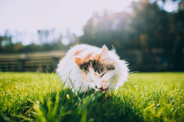 yeşil çim yeme kedi