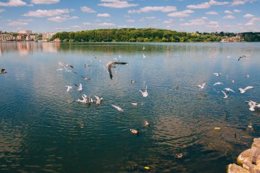 Lake beyaz martılar ile