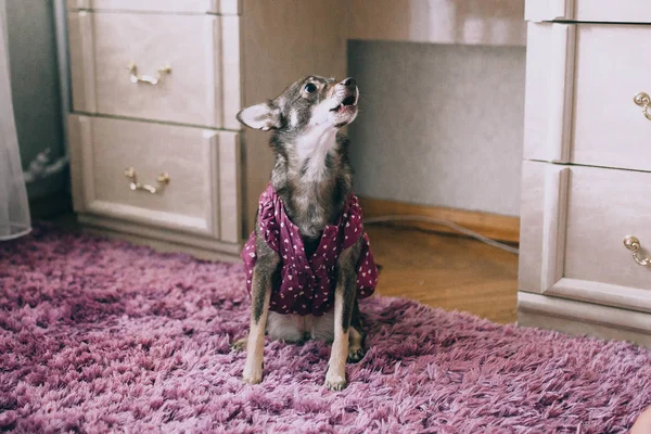 dog in purple clothes