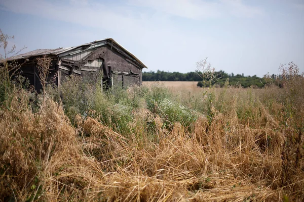 Campo macio com casa velha — Fotografia de Stock