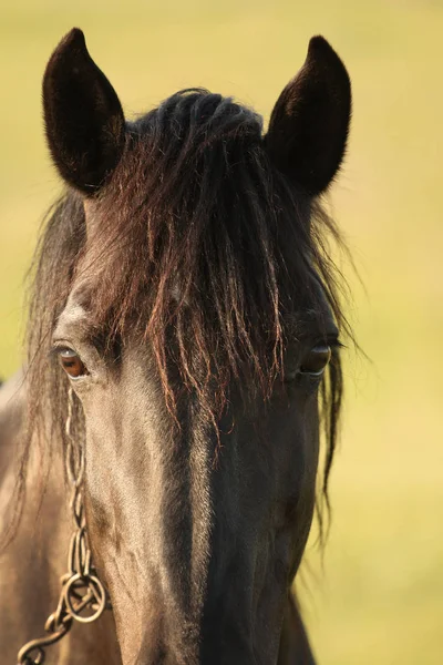 Beautiful black horse — Stock Photo, Image