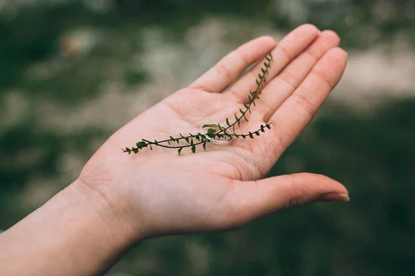 Anillo de boda y plantas en mano femenina —  Fotos de Stock