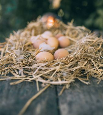 saman yuvadaki yumurta