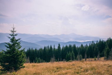 Yeşil çayır ormanda