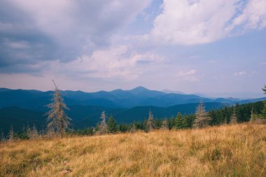 dağlar sarı çayır