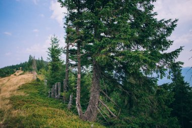Yeşil yola yakın pines