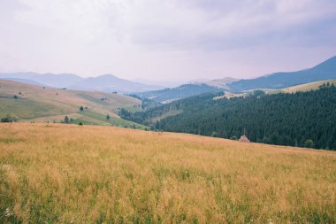 Yeşil çayır ormanda