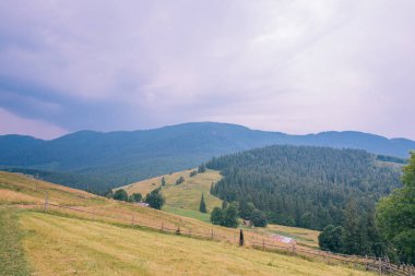 Yeşil çayır ormanda