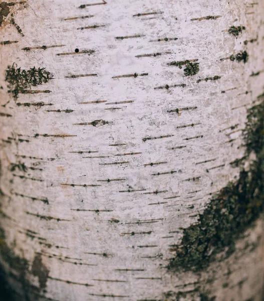 Vecchio modello in legno — Foto Stock