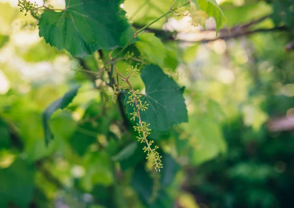 Grön druva blossom — Stockfoto