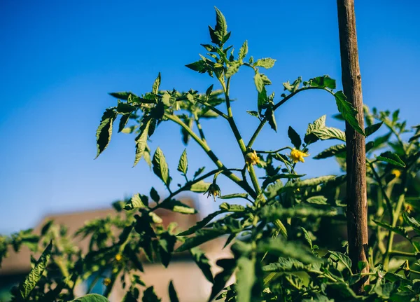 Arbusto de tomate verde — Fotografia de Stock