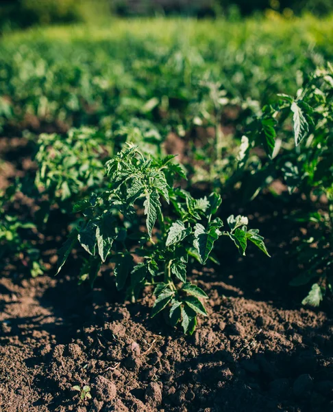 Arbusto de tomate verde — Foto de Stock