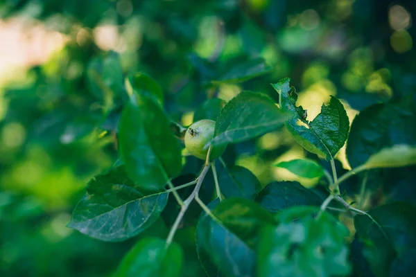 Tak van kersenboom — Stockfoto