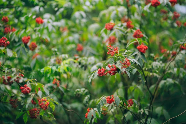 Σταφύλια κόκκινα elderberry — Φωτογραφία Αρχείου