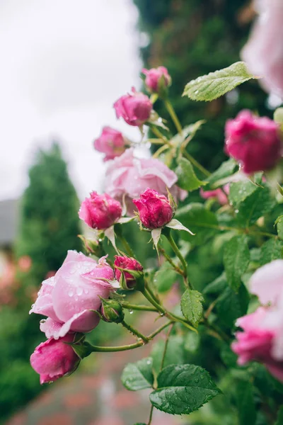 Engelse rozen bos — Stockfoto