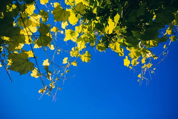 Leaves and buds of grapes — Stock Image Leaves and buds of grapes Royalty Free Stock Images