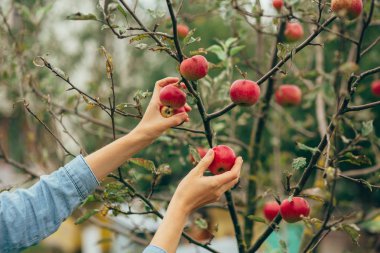 malzeme çekme elma eller kadın