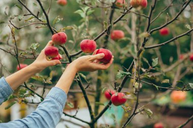 malzeme çekme elma eller kadın