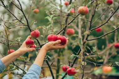 malzeme çekme elma eller kadın
