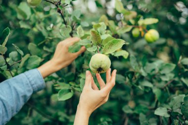 malzeme çekme elma eller kadın