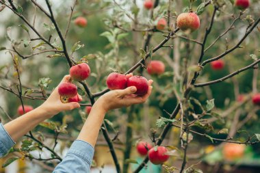 malzeme çekme elma eller kadın